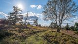 In 800 Metern Höhe, im Sauerland nahe der hessischen Grenze, beherbergen Heide und Hochmoor eine seltene Tier- und Pflanzenwelt. Am Neuen Hagen sind nicht nur seltene Vögel wie Auerhahn und Ziegenmelker zu beobachten, hier wachsen sogar arktische und alpine Pflanzen.  Mit dem Rothaarsteig führt der wohl bekannteste Wanderweg des Sauerlandes an der Bergheide entlang. Noch entspannter geht es auf dem Landschaftstherapiepfad "Goldener Pfad" durch die Heide.