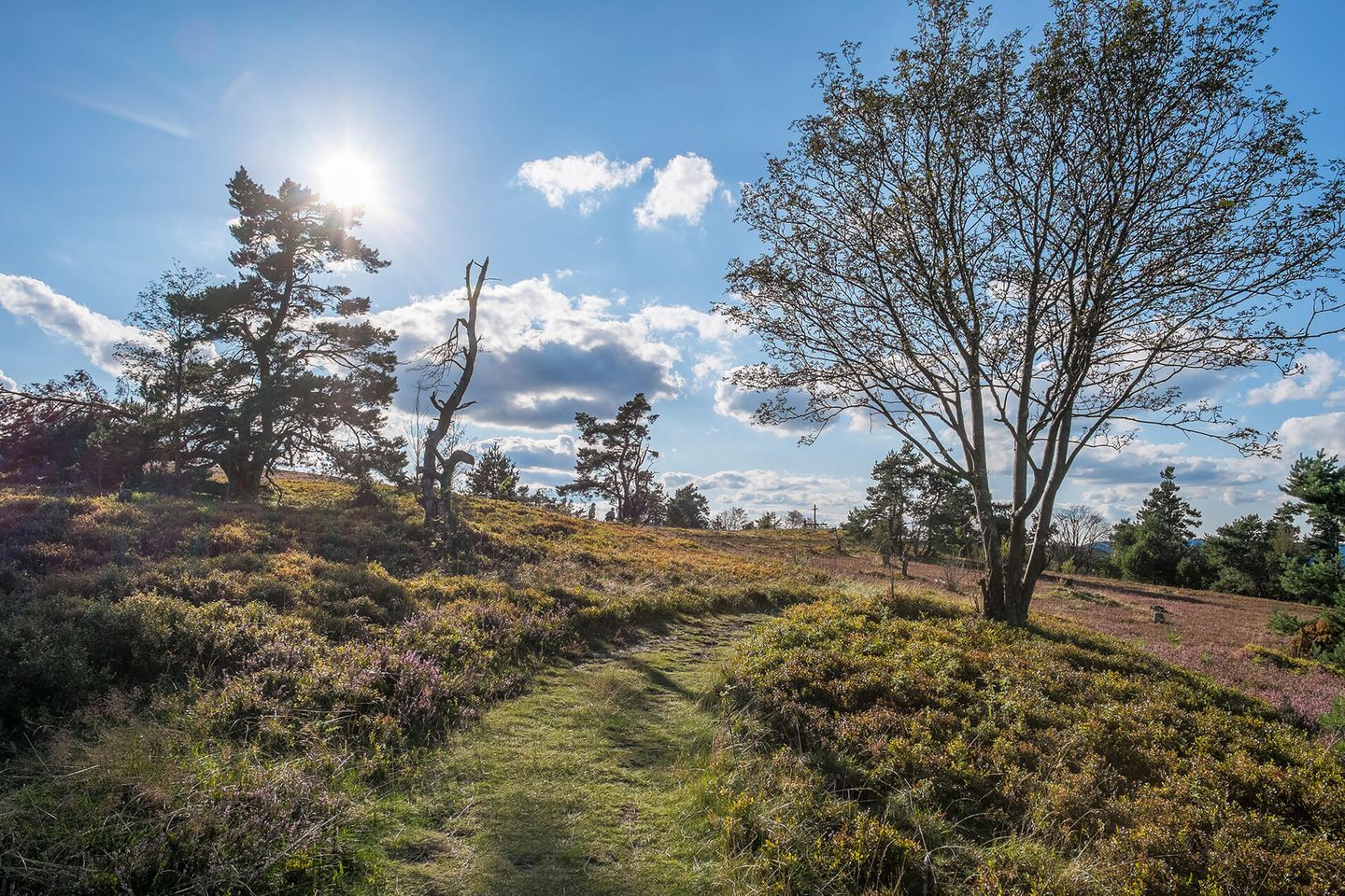 Heidelandschaft in 800 Metern Höhe In 800 Metern Höhe, im Sauerland nahe der hessischen Grenze, beherbergen Heide und Hochmoor eine seltene Tier- und Pflanzenwelt. Am Neuen Hagen sind nicht nur seltene Vögel wie Auerhahn und Ziegenmelker zu beobachten, hier wachsen sogar arktische und alpine Pflanzen.  Mit dem Rothaarsteig führt der wohl bekannteste Wanderweg des Sauerlandes an der Bergheide entlang. Noch entspannter geht es auf dem Landschaftstherapiepfad "Goldener Pfad" durch die Heide.