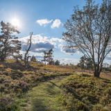 In 800 Metern Höhe, im Sauerland nahe der hessischen Grenze, beherbergen Heide und Hochmoor eine seltene Tier- und Pflanzenwelt. Am Neuen Hagen sind nicht nur seltene Vögel wie Auerhahn und Ziegenmelker zu beobachten, hier wachsen sogar arktische und alpine Pflanzen.  Mit dem Rothaarsteig führt der wohl bekannteste Wanderweg des Sauerlandes an der Bergheide entlang. Noch entspannter geht es auf dem Landschaftstherapiepfad "Goldener Pfad" durch die Heide.
