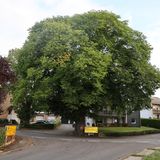 Die Flatterulme in Beltheim im Hunsrück ist ein Beispiel für die Widerstandskraft alter Bäume: Mit einem Umfang von 5,10 Metern in 1,30 Meter Höhe gehört sie zu den größten Exemplaren ihrer Art. Und obwohl viele ihrer Artgenossinnen von einem Pilz und dem Ulmensplintkäfer bedroht sind, erfreut sie sich bester Gesundheit.  Das imposante Naturdenkmal liegt am Rundwanderweg "Lippertsweg".