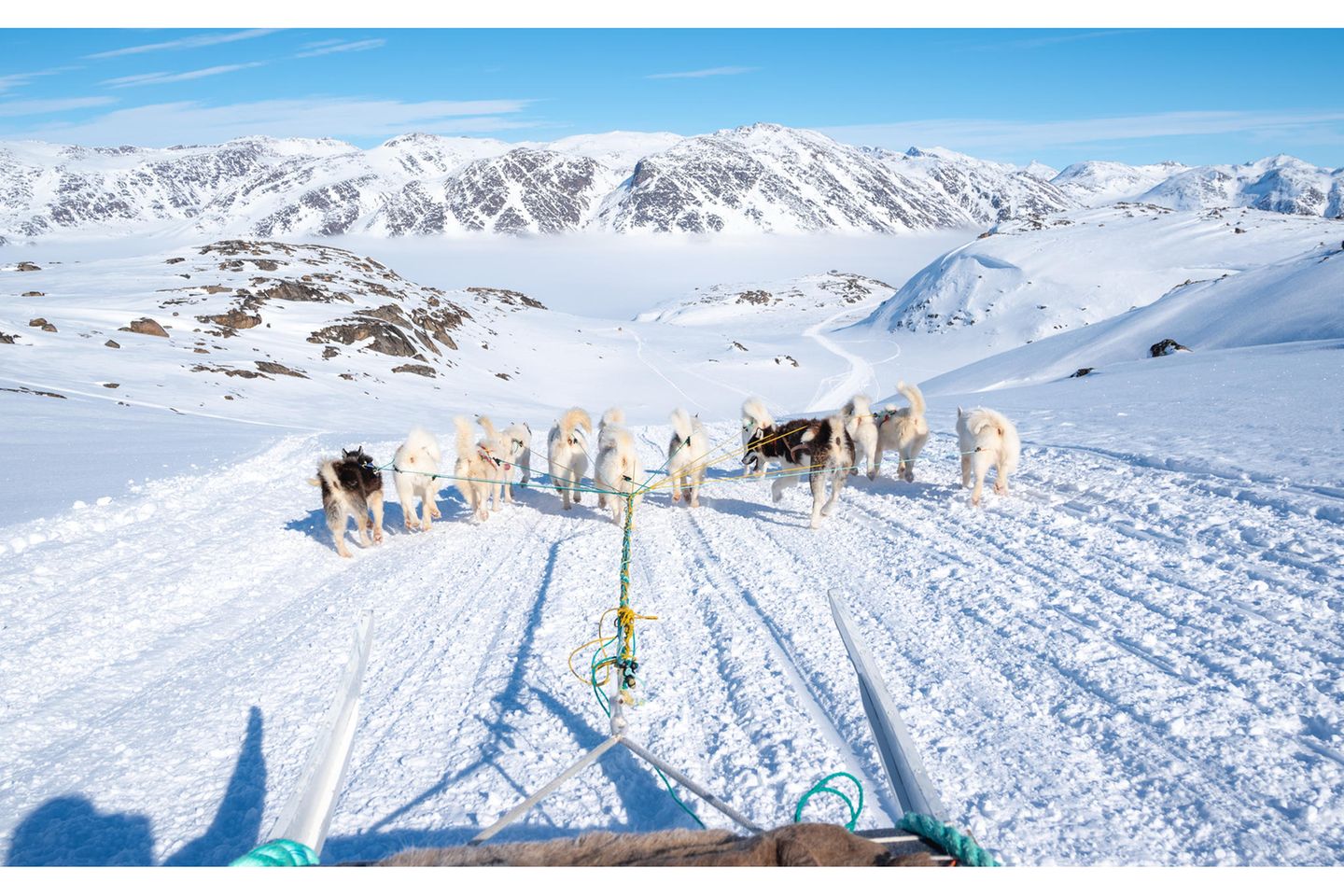 Sie wollen nur das eine: rennen! Auf dem Schlitten ist nur das leichte Rauschen der Kufen auf dem weißen Schneegrund zu hören. Eine Fahrt mit dem Hundeschlitten gehört zu Grönland wie Wale und Eisberge. Egal, ob nun nur für eine Stunde oder bis zu mehreren Tagen – beliebt ist die Tour von Kangerlussuaq nach Sisimiut in West-Grönland. Die Ortschaften liegen in etwa auf dem gleichen Breitengrad und sind gut 130 Kilometer Luftlinie voneinander entfernt. Im Sommer kann die Wanderung gut neun Tage dauern – im Winter geht es um einiges schneller: Der Hundeschlitten benötigt nur gut drei Tage. Natürlich ginge es mit dem Motorschlitten richtig geschwind, doch wer verzichtet schon auf eine Tour mit solchen rennbegeisterten Vierbeinern?