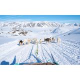 Sie wollen nur das eine: rennen! Auf dem Schlitten ist nur das leichte Rauschen der Kufen auf dem weißen Schneegrund zu hören. Eine Fahrt mit dem Hundeschlitten gehört zu Grönland wie Wale und Eisberge. Egal, ob nun nur für eine Stunde oder bis zu mehreren Tagen – beliebt ist die Tour von Kangerlussuaq nach Sisimiut in West-Grönland. Die Ortschaften liegen in etwa auf dem gleichen Breitengrad und sind gut 130 Kilometer Luftlinie voneinander entfernt. Im Sommer kann die Wanderung gut neun Tage dauern – im Winter geht es um einiges schneller: Der Hundeschlitten benötigt nur gut drei Tage. Natürlich ginge es mit dem Motorschlitten richtig geschwind, doch wer verzichtet schon auf eine Tour mit solchen rennbegeisterten Vierbeinern?