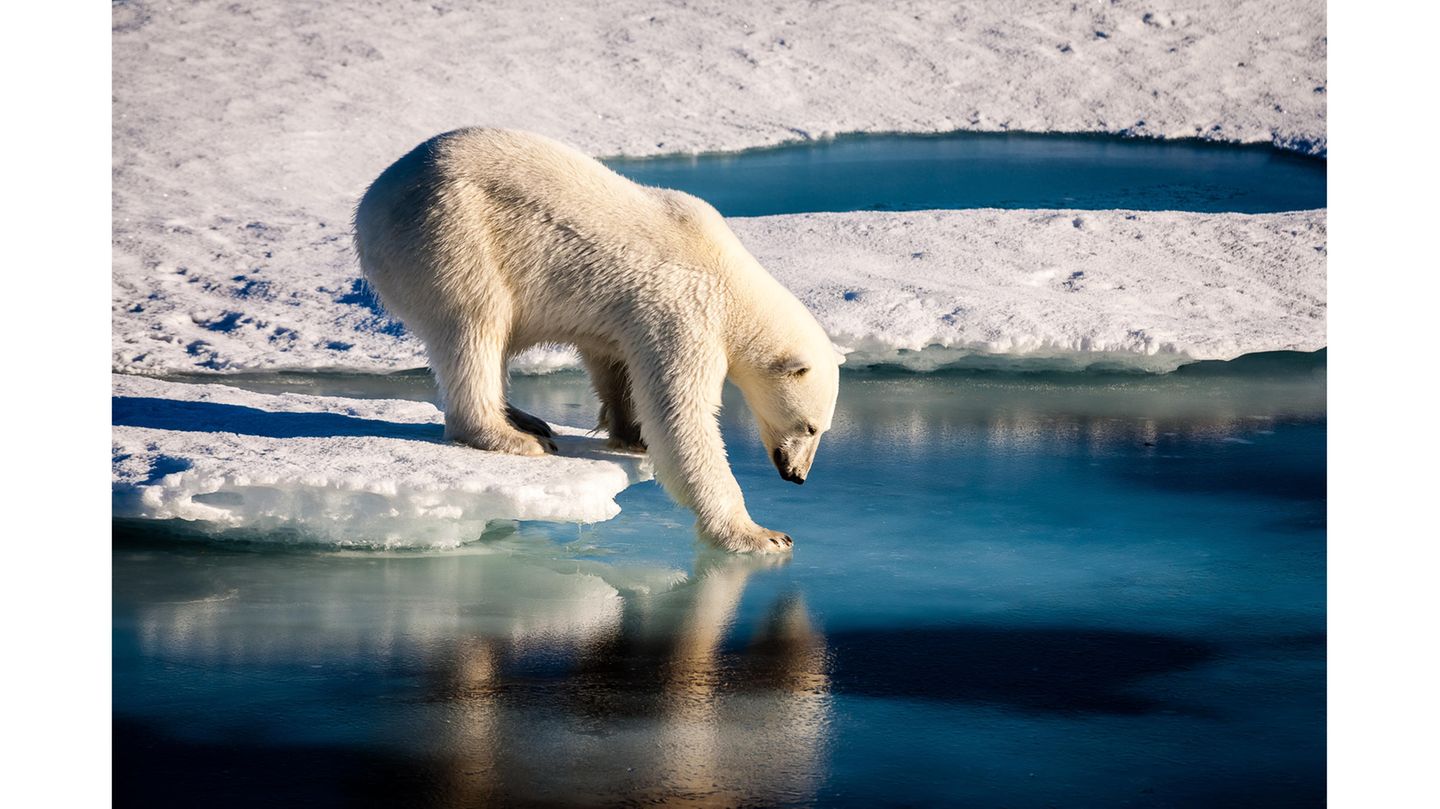 Der Nordost-Grönland-Nationalpark – auf geht's zum Eisbären-Watching Seitenaufnahme eines Eisbären, der sich in der Spiegelung einer dünnen Eisschicht anschaut
