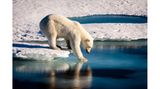 Seitenaufnahme eines Eisbären, der sich in der Spiegelung einer dünnen Eisschicht anschaut