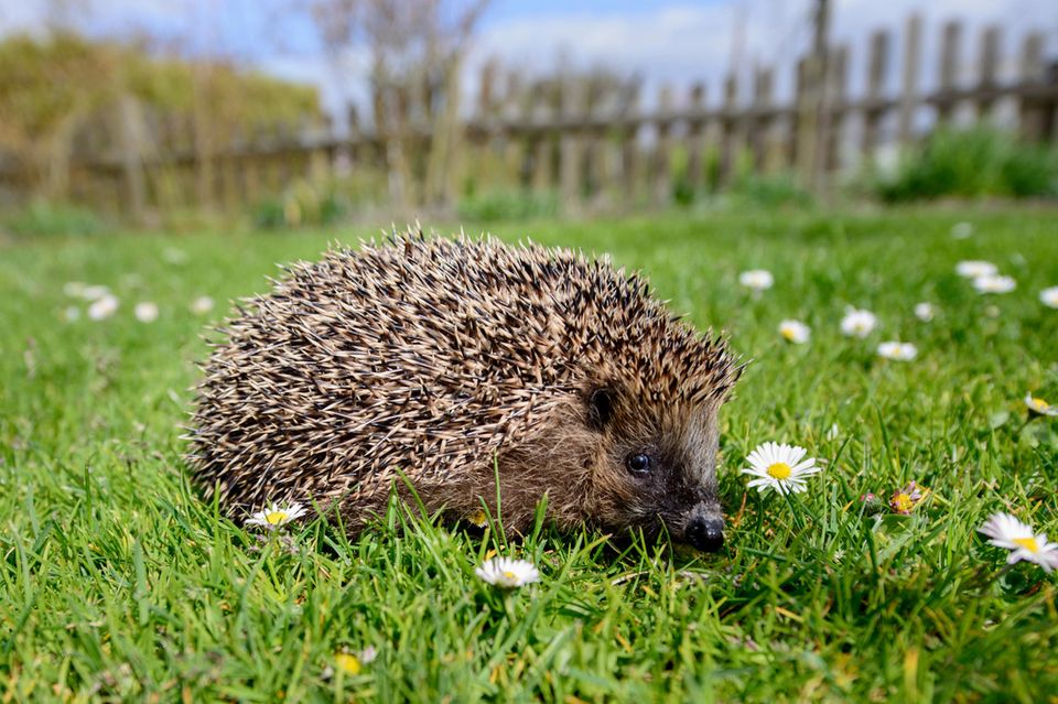 Igel fressen in unseren Gärten Regenwürmer, Insekten und deren Larven. Aber sie werden auch von Speiseresten und Müll angezogen  1.4982