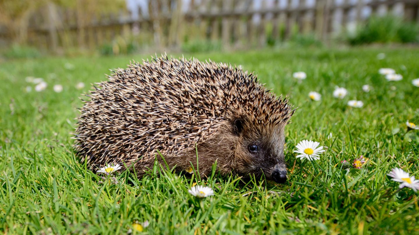 Igel fressen in unseren Gärten Regenwürmer, Insekten und deren Larven. Aber sie werden auch von Speiseresten und Müll angezogen