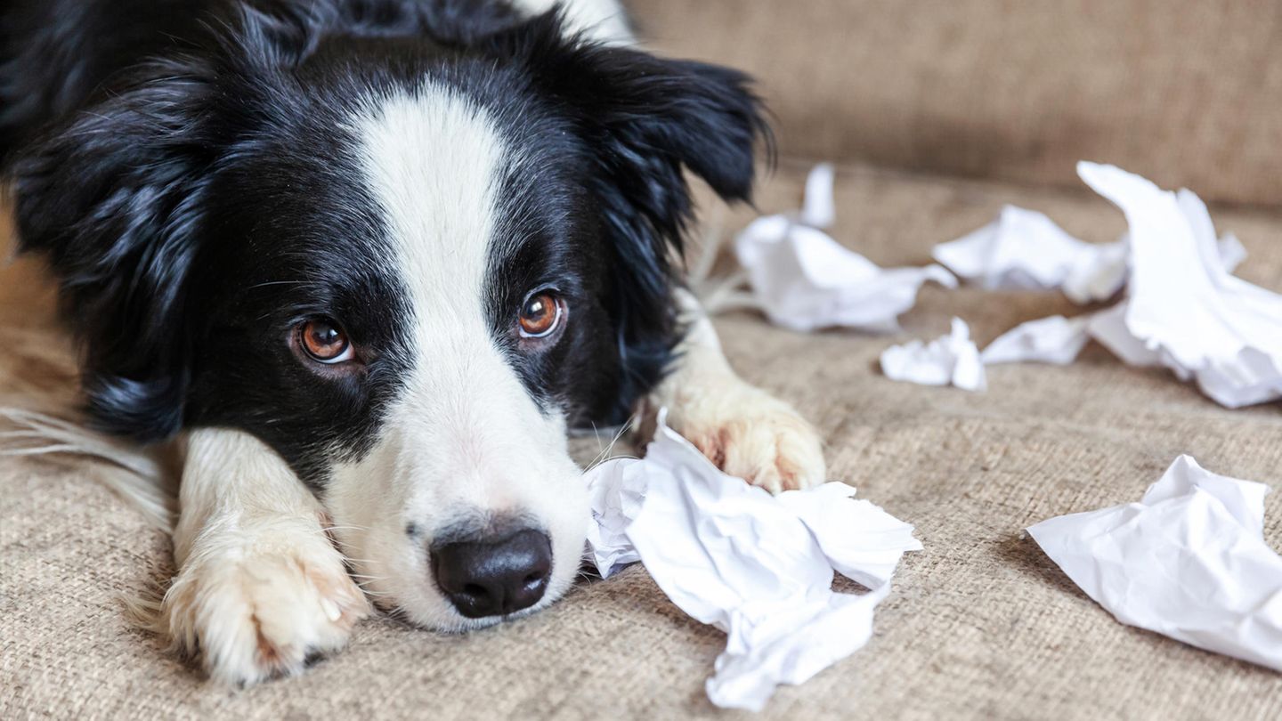 Ein gelangweilter Hund liegt mit Papierfetzen auf dem Sofa