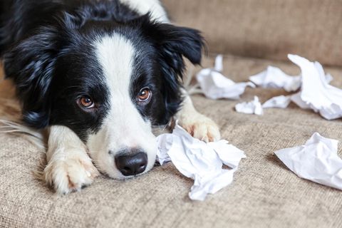 Ein gelangweilter Hund liegt mit Papierfetzen auf dem Sofa