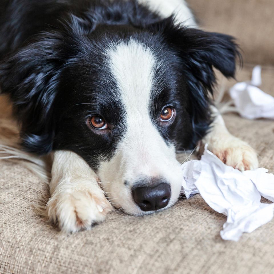Ein gelangweilter Hund liegt mit Papierfetzen auf dem Sofa