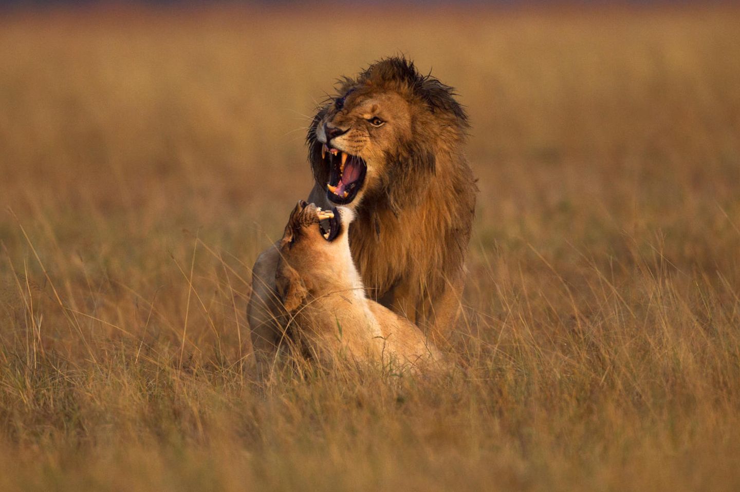 Viagra Online Bestellen Ohne Arztbesuch