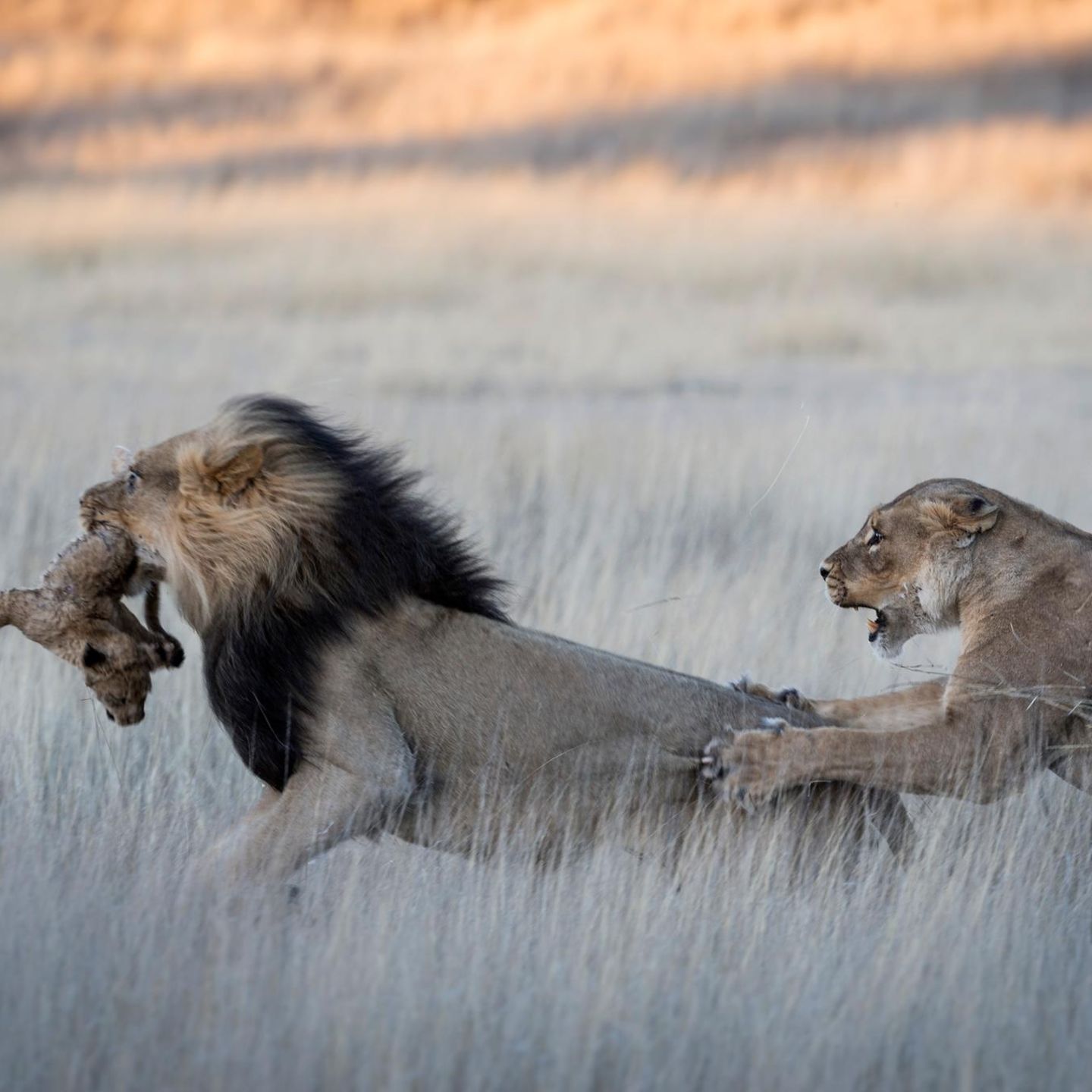 Sex und Evolution Wie Weibchen das Wettrüsten gewinnen  GEO 