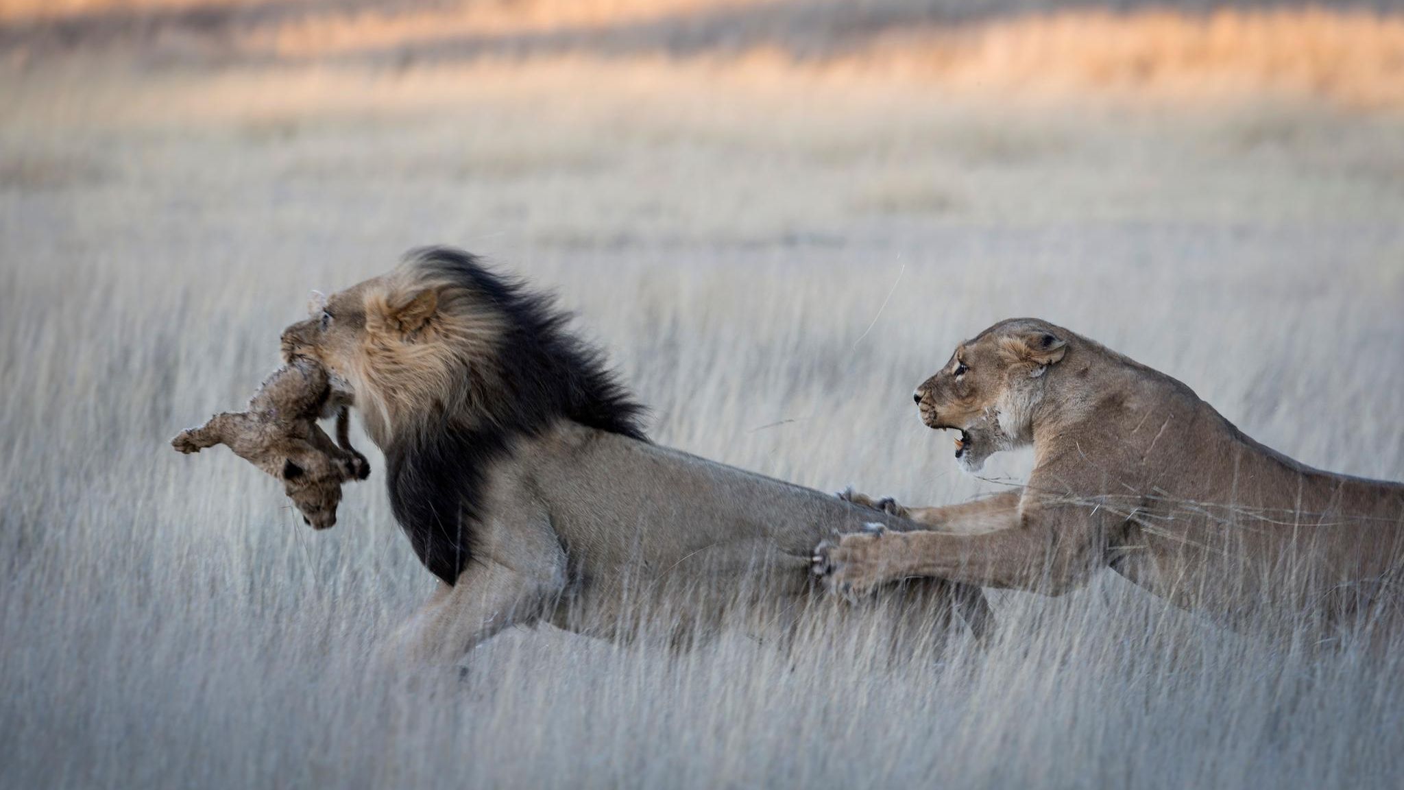 Ein Löwe tötet Jungtier, die Mutter versucht ihn zu stoppen Ein Löwe tötet Jungtier, die Mutter versucht ihn zu stoppen