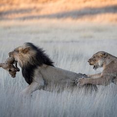 Ein Löwe tötet Jungtier, die Mutter versucht ihn zu stoppen