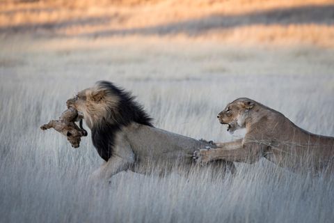 Ein Löwe tötet Jungtier, die Mutter versucht ihn zu stoppen