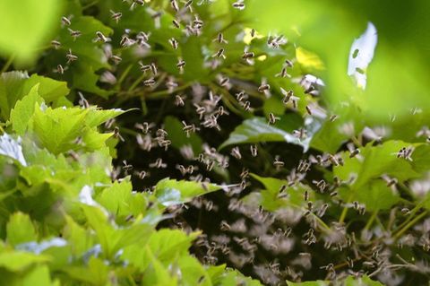 Bienen umschwirren den Giebel eines mit Zierwein bewachsenen Wohnhauses. Foto: Karl-Josef Hildenbrand/dpa