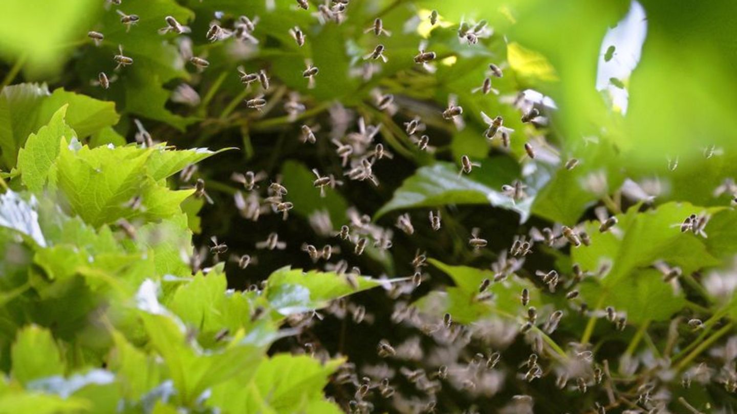 Bienen an einem Nest: Insektenpopulationen werden langfristig offenbar weit mehr als bislang angenommen von Wetterverhältnissen beeinflusst