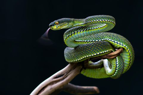 Mangrovenotter vor schwarzem Hintergrund Mangrovenotter vor schwarzem Hintergrund