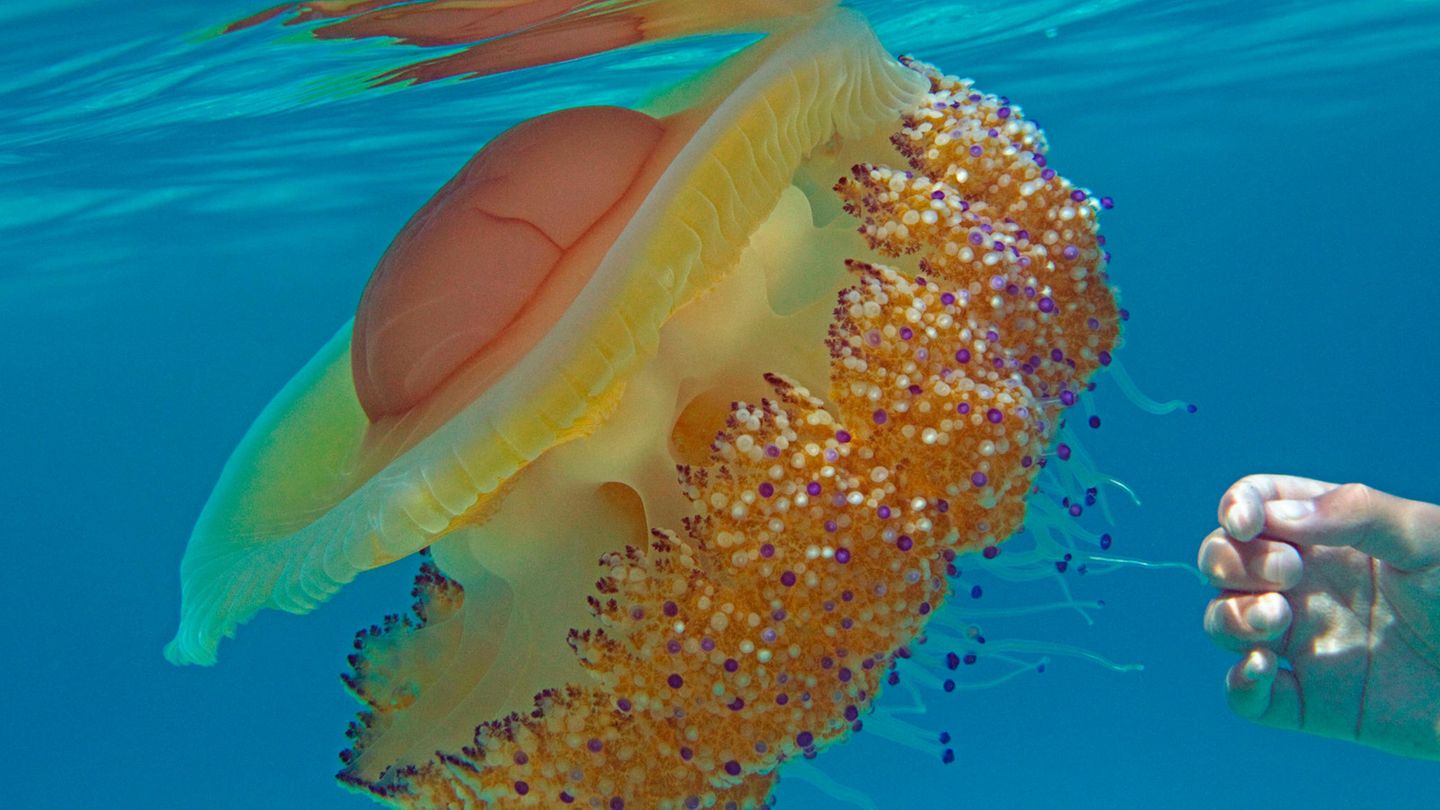 Naturphänomen: Spiegeleiquallen sind für Menschen harmlos. Berühren sollte man sie dennoch nicht Spiegeleiquallen sind für Menschen harmlos. Berühren sollte man sie dennoch nicht