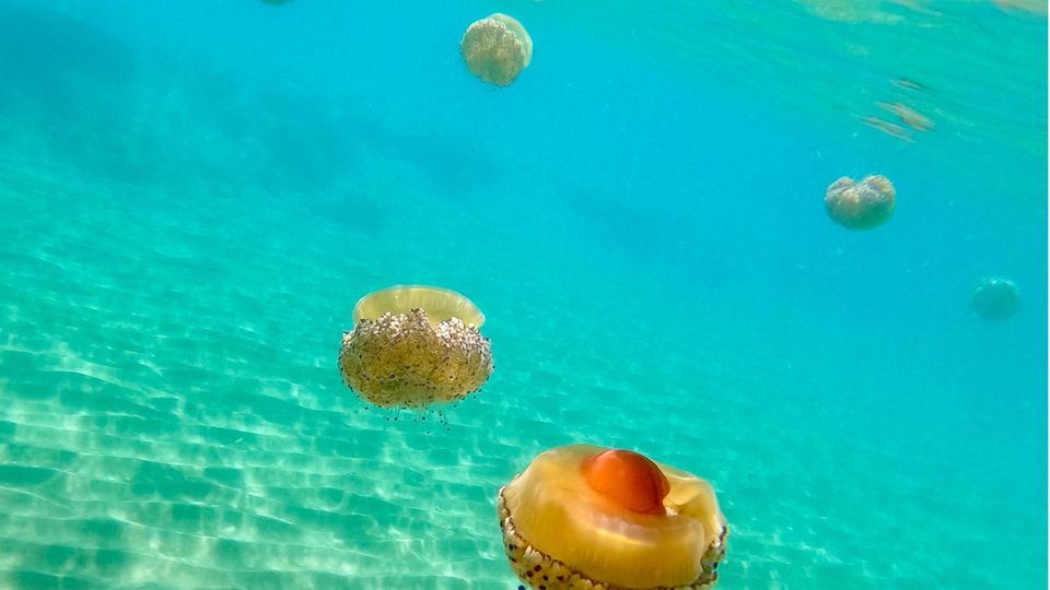 Naturphänomen: Spiegeleiquallen, hier am Strand von Sitges, südwestlich von Barcelona, sehen interessant aus, machen Badegäste aber nervös Spiegeleiquallen, hier am Strand von Sitges, südwestlich von Barcelona, sehen interessant aus, machen Badegäste aber nervös