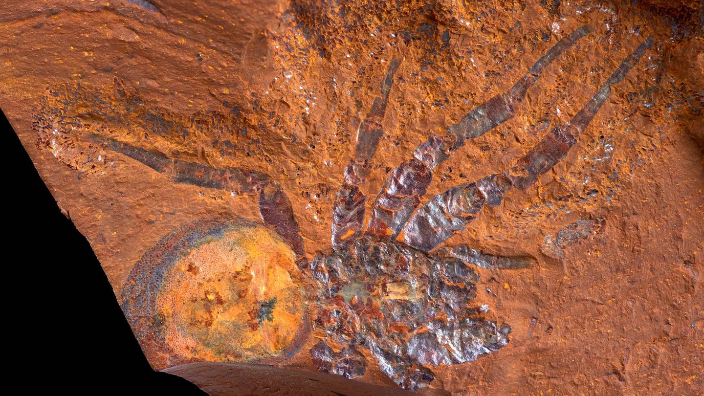 Fossil der neu entdeckten Art Megamonodontium mccluskyi