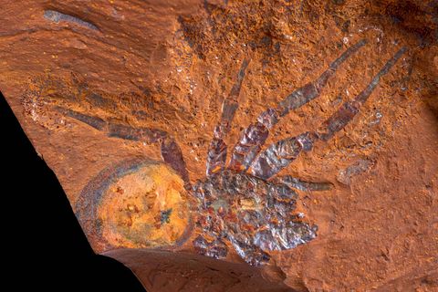 Fossil der neu entdeckten Art Megamonodontium mccluskyi