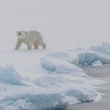 Der Vergleich mit den früheren Untersuchungsjahren zeigte etwa für das planktonische Leben Unterschiede. Im August und September war die Algenblüte längst vorbei, stattdessen fanden die Forschenden Schwärme von Tieren wie Pfeilwürmer, Manteltiere und Rippenquallen. Der einstmals glatte Meeresboden war stark besiedelt und von Ringel- und Borstenwürmern, kriechenden Seeanemonen und Seegurken durchwühlt. "Es ist erstaunlich, wie schnell das arktische Leben auf Änderungen in der Meereisbedeckung reagiert," sagt Antje Boetius
