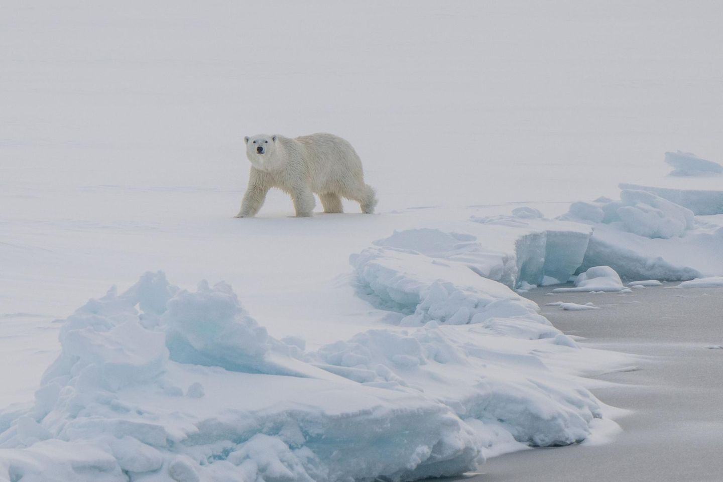 Der Vergleich mit den früheren Untersuchungsjahren zeigte etwa für das planktonische Leben Unterschiede. Im August und September war die Algenblüte längst vorbei, stattdessen fanden die Forschenden Schwärme von Tieren wie Pfeilwürmer, Manteltiere und Rippenquallen. Der einstmals glatte Meeresboden war stark besiedelt und von Ringel- und Borstenwürmern, kriechenden Seeanemonen und Seegurken durchwühlt. "Es ist erstaunlich, wie schnell das arktische Leben auf Änderungen in der Meereisbedeckung reagiert," sagt Antje Boetius