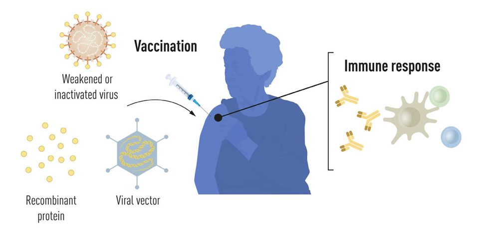 Illustrative Darstellung der Immunantwort