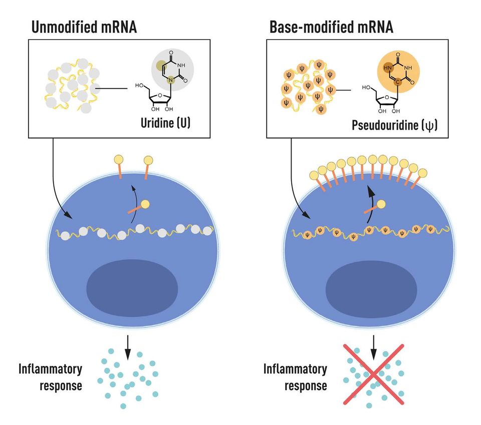 Illustrative Darstellung modifizierter mRNA