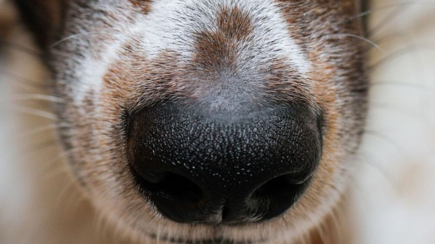 Freundschaft zwischen Hund und Mensch War die Spürnase entscheidend