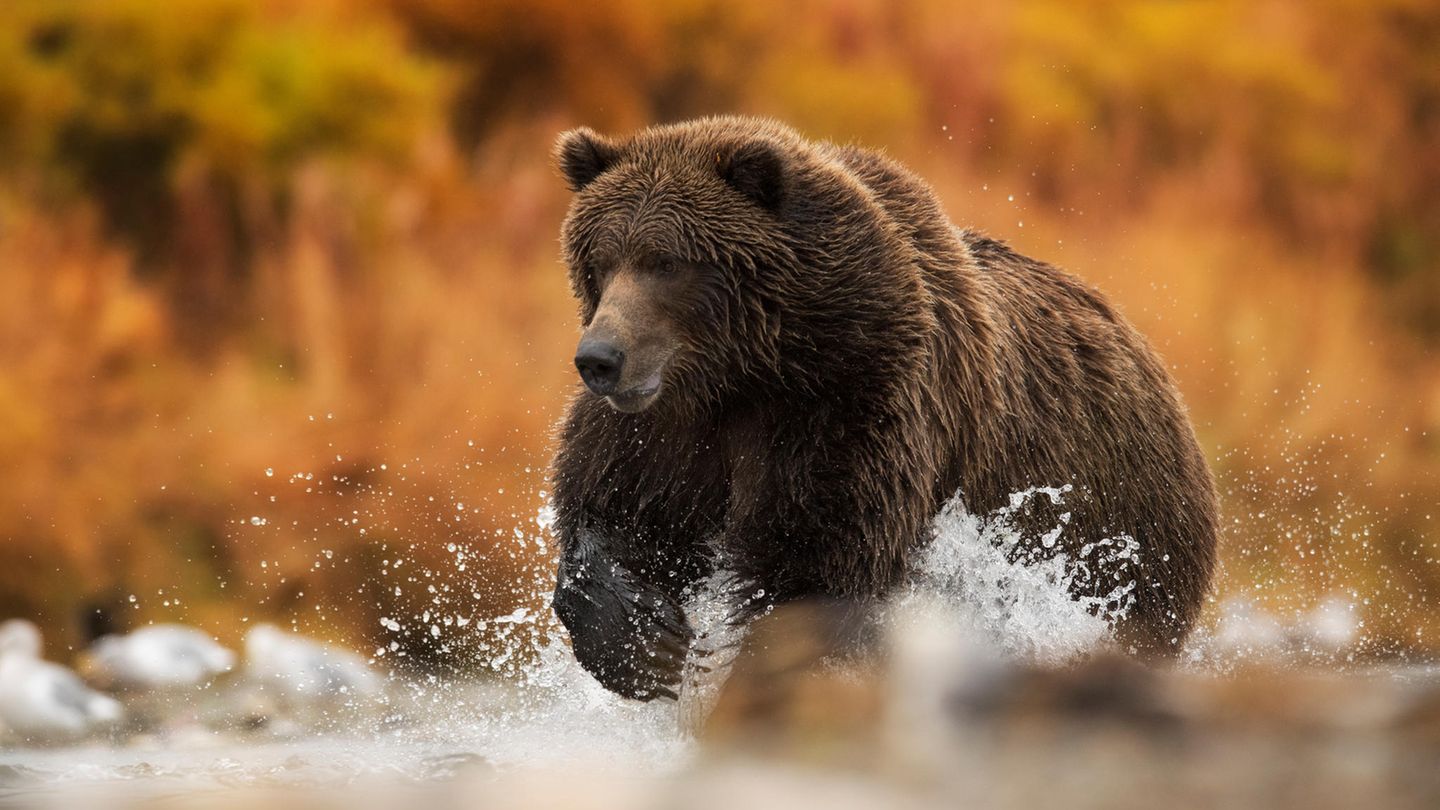 Ein Bär in einem Fluss