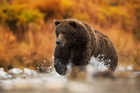 Ein Bär in einem Fluss