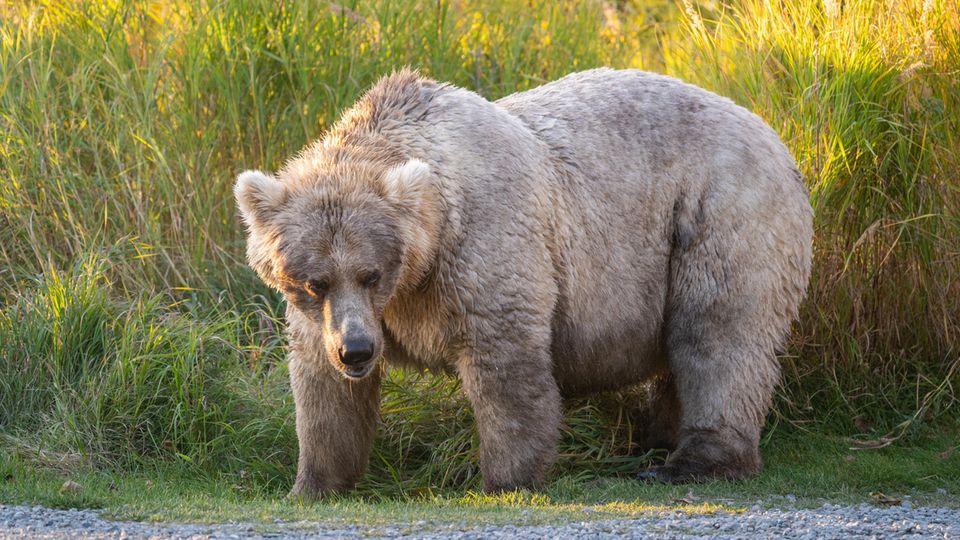 Braunbär in Alaska