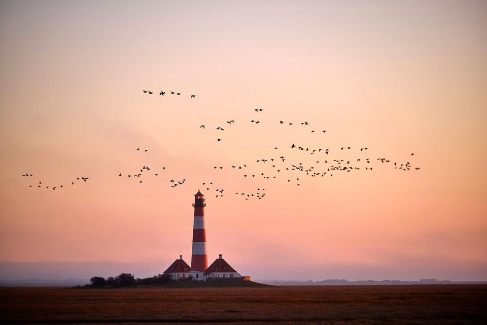 Rotweißer Leuchtturm mit zwei Häusern und Gänseschwärmen am Abendhimmel.  1.5037