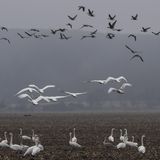 Der Nationalpark Unteres Odertal ganz im Osten von Brandenburg schützt nicht nur die deutschen, sondern auch die polnischen Flussauen. Auf den Poldern, in den Bruchwäldern und Auen rasten im Herbst bis zu 15000 Kraniche. Klar ziehen auch viele Singvögel durch, aber unter den großen V-Formationen der Langstreckenzieher und dem Dauertrompeten der Großvögel gehen die kleinen Trupps fast unter. Das Besondere an dem Revier: Im Herbst landen die Singschwäne aus den russischen Steppen, die meist den ganzen Winter im Oderbruch bleiben. Bis Mitte November kann man das Zugvogelspektakel übrigens auch vom Wasser aus beobachten und sich im StroamCamp Kanus leihen. Im Frühling und bis in den Sommer hinein sind Wasserfahrzeuge auf der Unteren Oder verboten, um die Brutvögel nicht zu stören.  Bester Beobachtungspunkt: Turm bei Mescherin