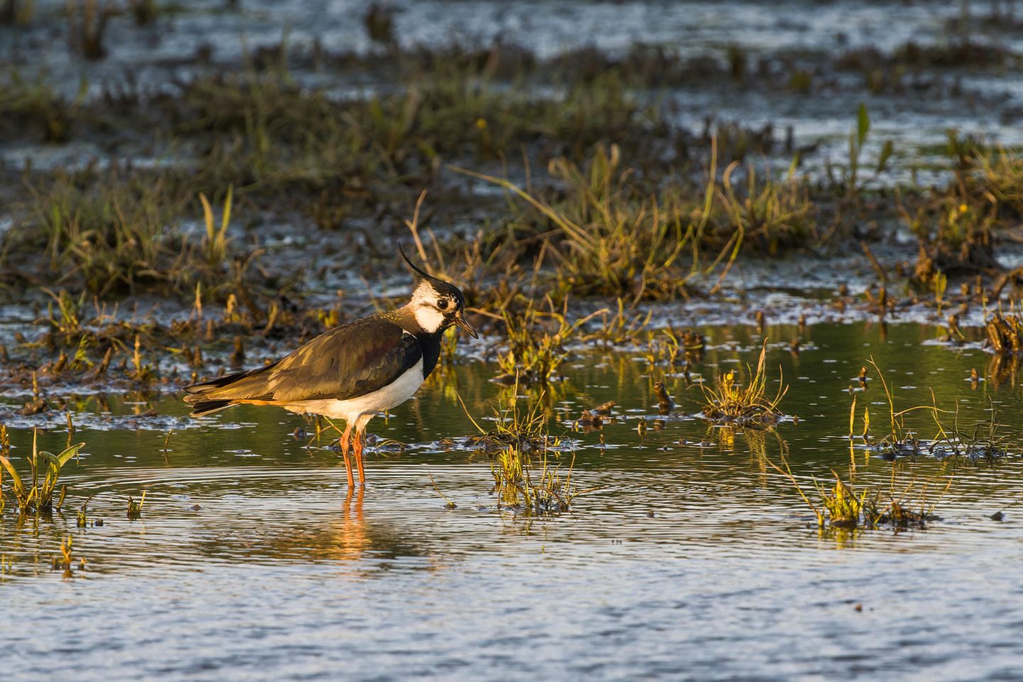 Seltenes Ostsee-Habitat: die Karrendorfer Wiesen Ein Kiebitz steht im flachen Wasser, hinten sieht man Röhricht und Halme.