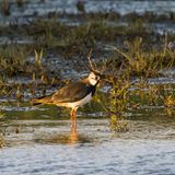 Ein Kiebitz steht im flachen Wasser, hinten sieht man Röhricht und Halme.