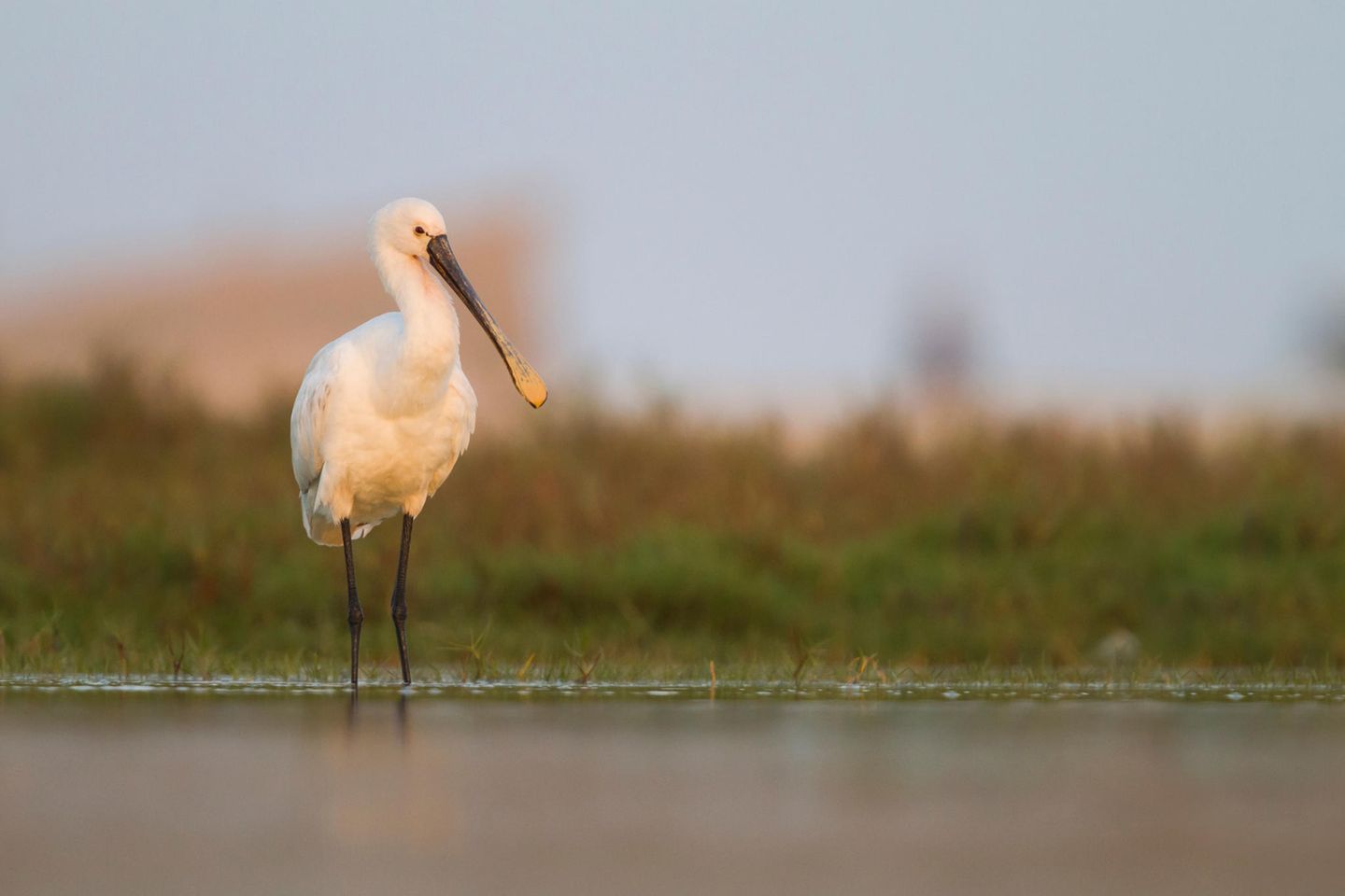 Rastplatz der Löffler: Leybucht an der Nordsee Ein Vogel steht mit langen Beinen am Ufer, auch der Schnabel ist lang und löffelförmig: der Löffler.