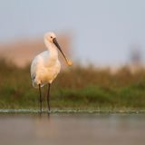 Ein Vogel steht mit langen Beinen am Ufer, auch der Schnabel ist lang und löffelförmig: der Löffler.