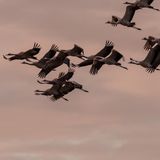 Etwa zehn Kraniche fliegen durch den Abendhimmel, mit gespreizten Schwingen.