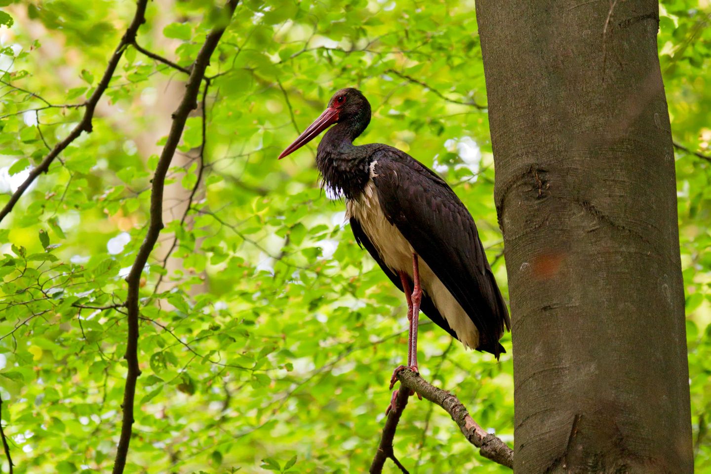 Baum mit Schwarzstorch, der ruhig auf einem Ast steht.