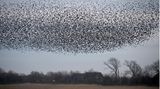 Wasserfläche, Röhricht, grauer Himmel mit vielen schwarzen Punkten, die Stare.