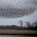 Wasserfläche, Röhricht, grauer Himmel mit vielen schwarzen Punkten, die Stare.