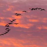 Abendhimmel kurz vor Dunkelheit: ein Kranichschwarm in Form eines S