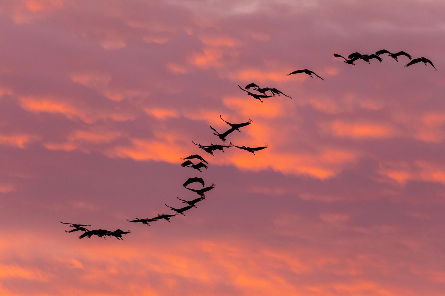 Ehemaliges Bergbauland: Niederlausitzer Landrücken Abendhimmel kurz vor Dunkelheit: ein Kranichschwarm in Form eines S