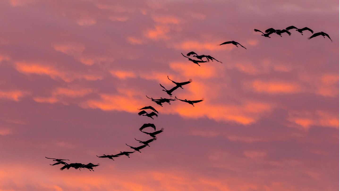 Abendhimmel kurz vor Dunkelheit: ein Kranichschwarm in Form eines S