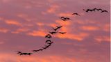 Abendhimmel kurz vor Dunkelheit: ein Kranichschwarm in Form eines S