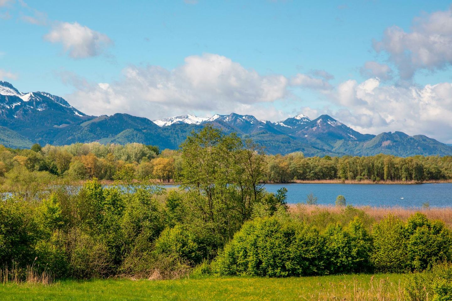 Traumziel für Vogelspotter: der Chiemsee Man sieht die Berge mit Schneegipfeln, vorne den See mit Wald und Wiesen.