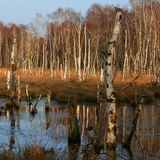 Stille Wasserfläche, in dem sich die Birken spiegeln.