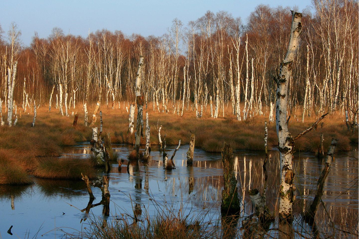 Stille Wasserfläche, in dem sich die Birken spiegeln.